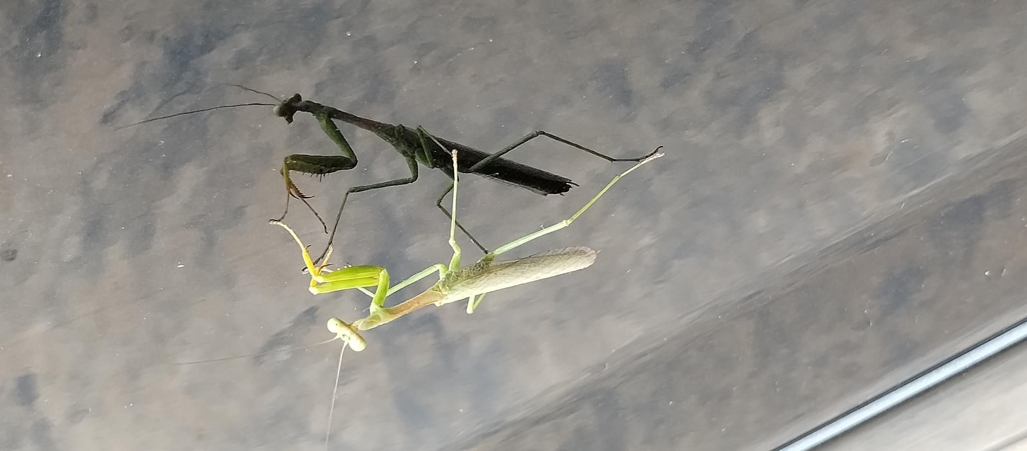 mantis image