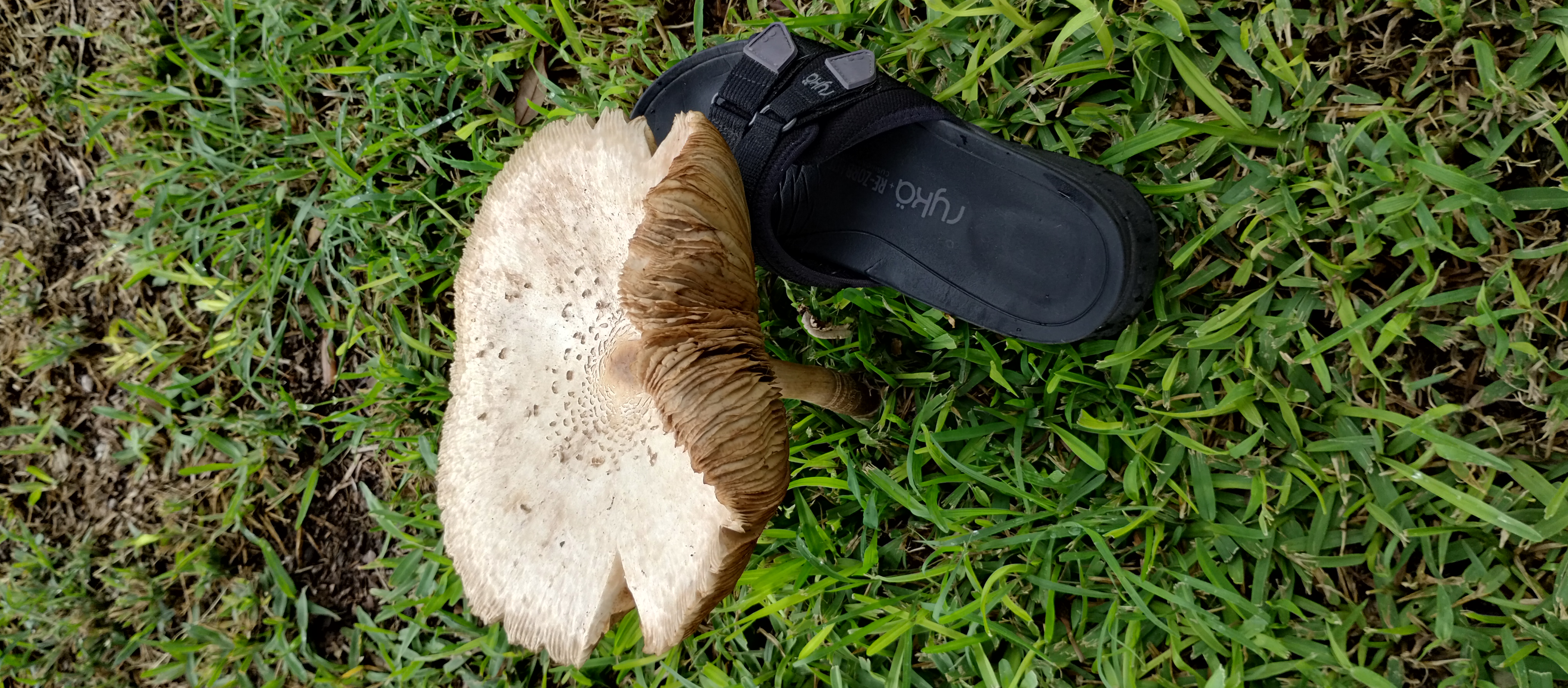 mushroom14_scale